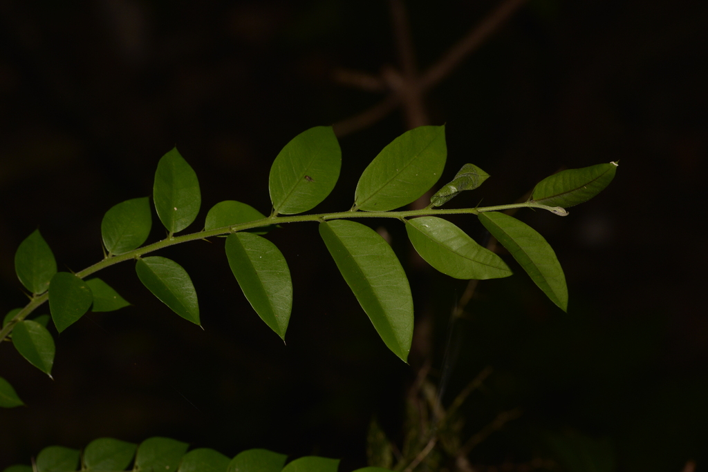 Brush Caper Berry from Hydes Creek NSW 2454, Australia on August 14