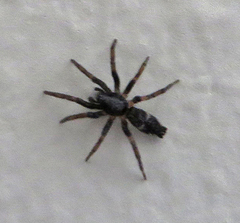 Sergiolus unimaculatus