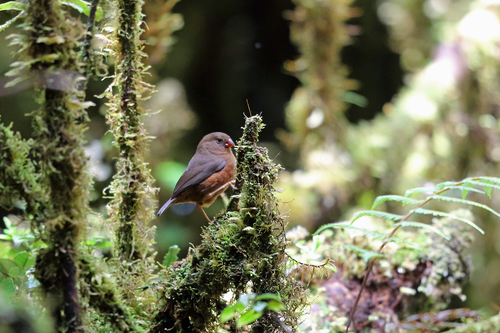 Mountain Firetail (Oreostruthus fuliginosus), photo 1