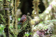 Mountain Firetail photo 2