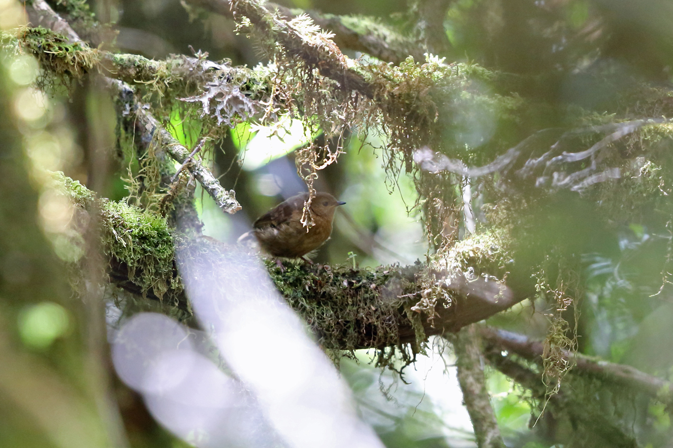 Papuan Scrubwren illustration