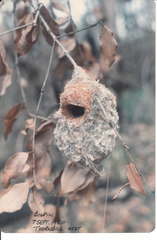 Acanthiza pusilla