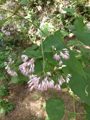 Peteravenia malvifolia