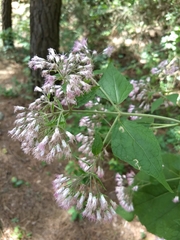 Peteravenia malvifolia