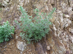 Artemisia pannosa