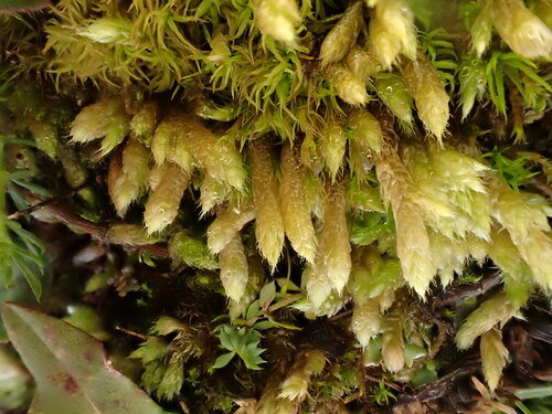 Brachythecium cirrosum