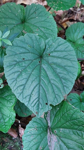 Caucasian Penny-cress