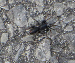 Castianeira descripta