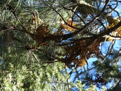 Arceuthobium vaginatum cryptopodum