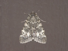 Catocala semirelicta