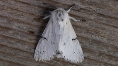 Acronicta leporina
