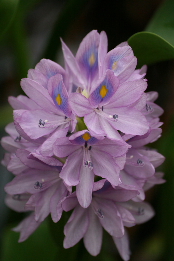 Water hyacinth mat covering the water surface