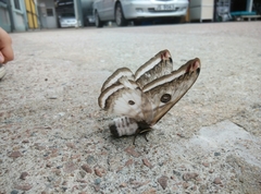 Saturnia pyretorum