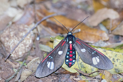 Euclera meones (Stoll, 1780)