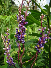 Monnina parasylvatica