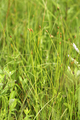 Eleocharis wichurae