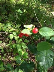 Witheringia mexicana