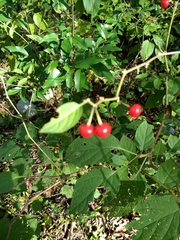 Witheringia mexicana