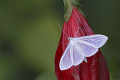 Palpita flegia