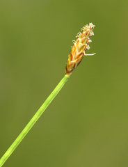 Eleocharis wichurae