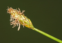 Eleocharis wichurae