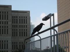 Corvus macrorhynchos