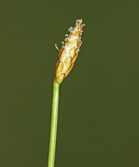 Eleocharis wichurae