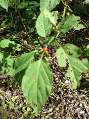 Witheringia mexicana