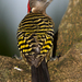 Hispaniolan Woodpecker - Photo (c) marcelo_allende, some rights reserved (CC BY-NC), uploaded by marcelo_allende