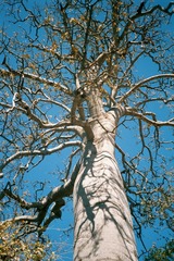 Brachychiton australis