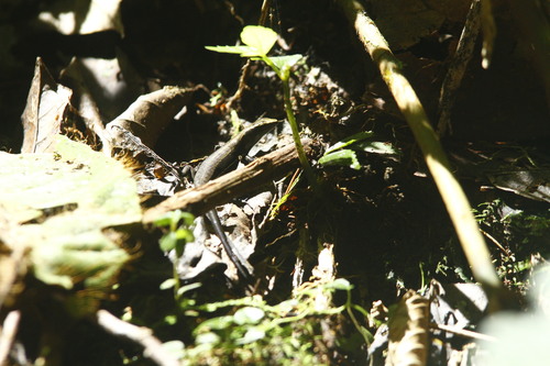 Emoia pallidiceps observed 2023-08-09