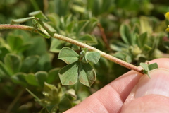 Lotus ornithopodioides