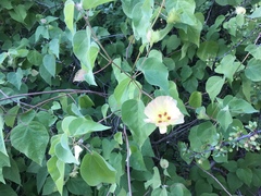 Gossypium davidsonii