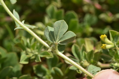 Lotus ornithopodioides