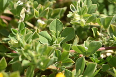 Lotus ornithopodioides