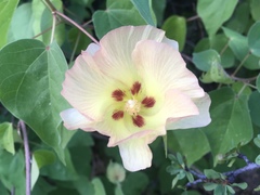 Gossypium davidsonii