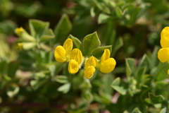 Lotus ornithopodioides