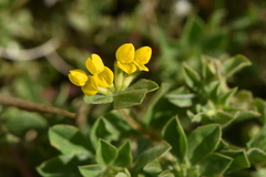 Lotus ornithopodioides