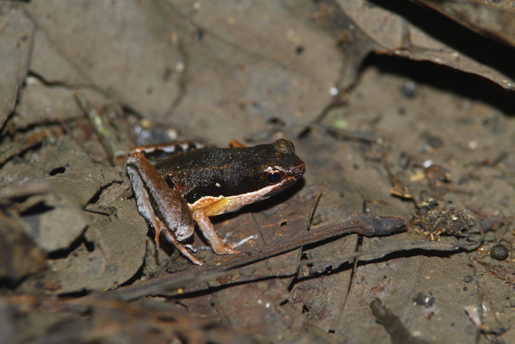 Wandammen Mawatta Frog (Hylophorbus picoides)