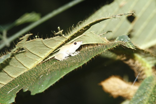 Sphenophryne cornuta observed 2023-08-09