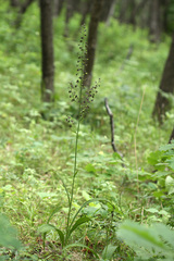 Veratrum maackii