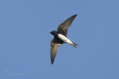 Caribbean Martin photo 1