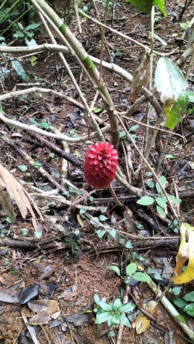 Tapeinochilos ananassae, photograph 2