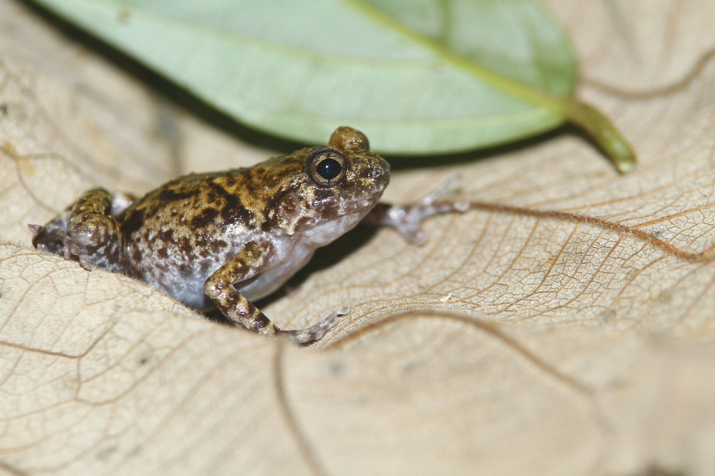 Danowaria Callulops Frog (Asterophrys eurydactyla)