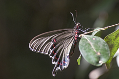 Parides bunichus