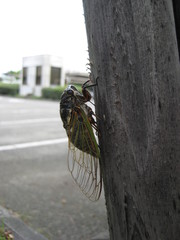 Cryptotympana facialis