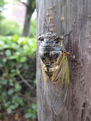 Cryptotympana facialis
