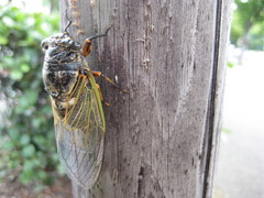 Cryptotympana facialis