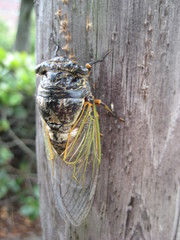 Cryptotympana facialis