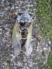 Cryptotympana facialis